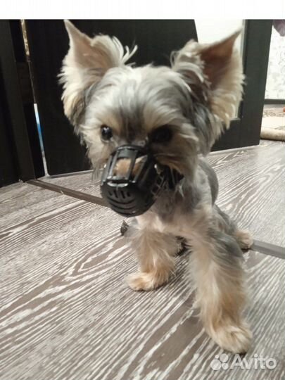 Намордник для маленькой собаки