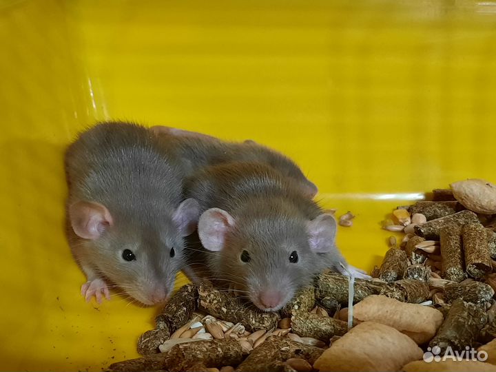 Крысята Дамбо. Крысы, фото из нашего каталога