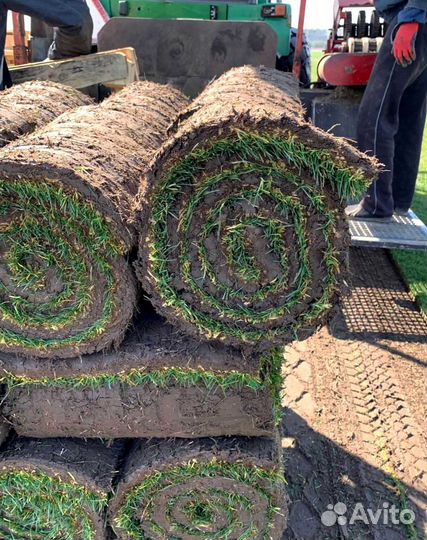 Газон. Рулонный газон