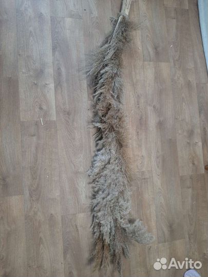 Сухоцветы для творчества