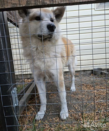 Собака акита ину