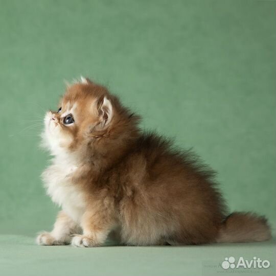 Котята золотые британские шиншиллы