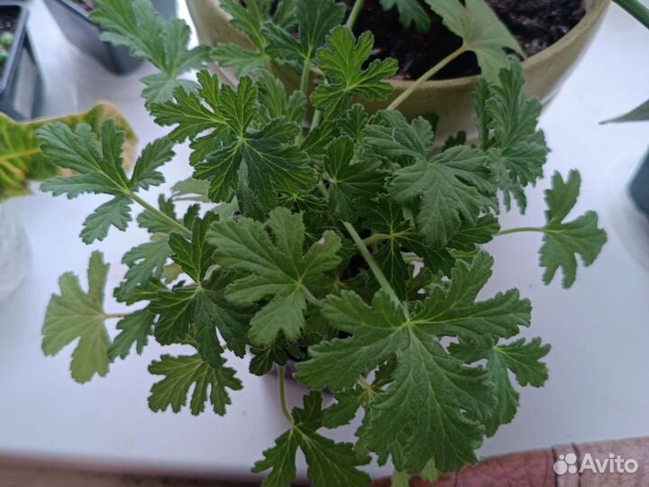 Герань душистая