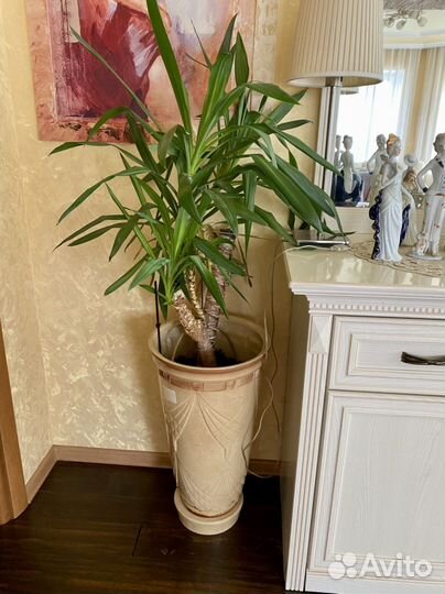 2 шт больших напольных горшков с цветами