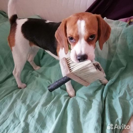 Зооняня, передержка, выгул собак и кошек