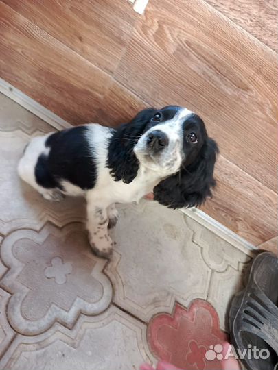 Русский спаниель