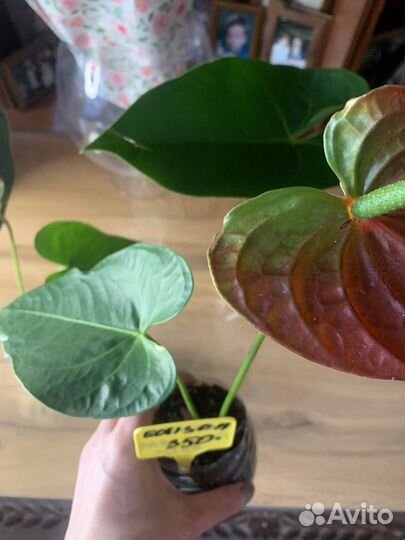 Комнатные цветы антуриум