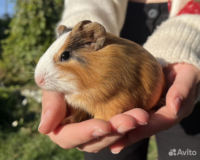 Морские свинки