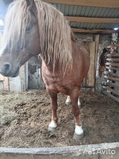 Жеребец русский тяжеловоз
