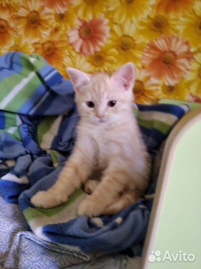 Рыжий котик