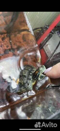 Красноухая черепаха