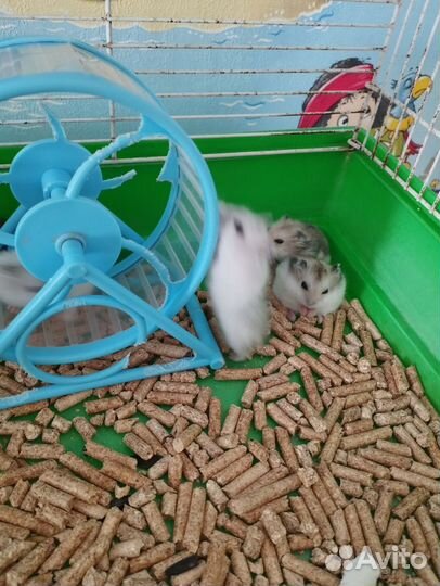 Джунгарский хомяк