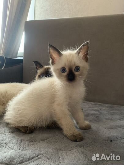 Сиамский котенок