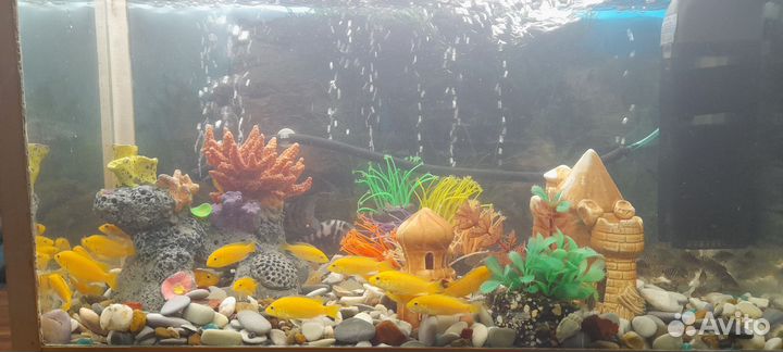 Аквариум с рыбками