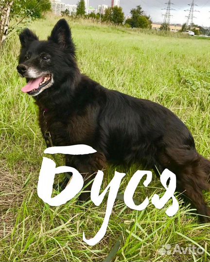 Собака Буся