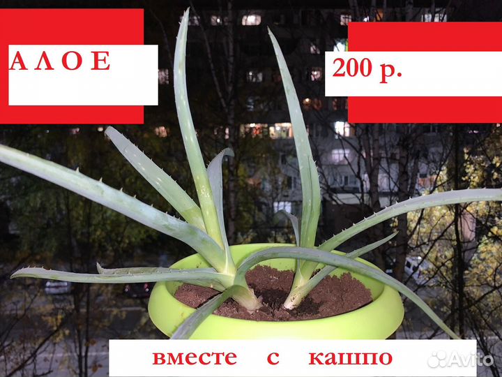 Алое лечебный