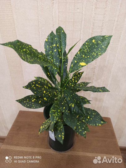 Кротон пестролистный