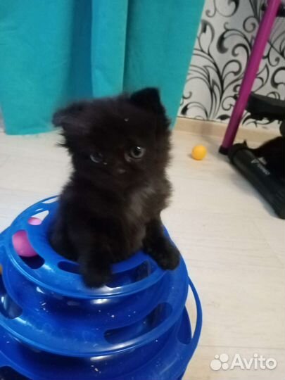 Котенок