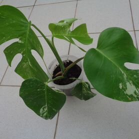 Монстера вариегатная детка (Monstera Deliciosa Albo Variegata)