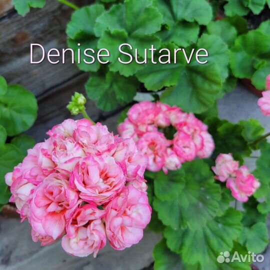 Пеларгония герань