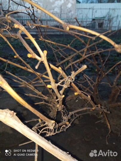 Саженцы винограда