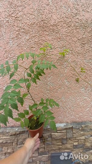 Лианы Кампсис и виноградовник,жимолость