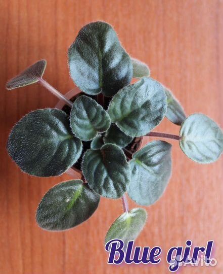 Сортовые фиалки