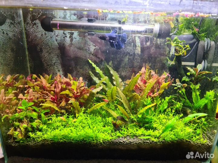 Установка пресноводных аквариумов, обслуживание