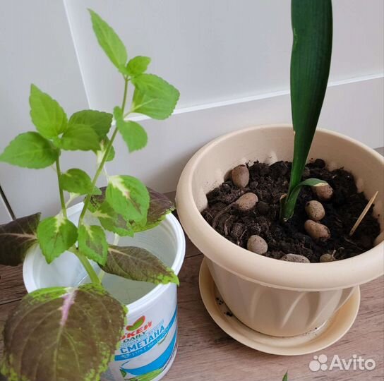 Домашние растения цветы