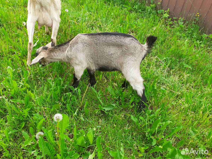 Козочка 2мес, козлик чешский 1мес