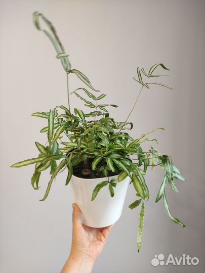 Папоротник птерис