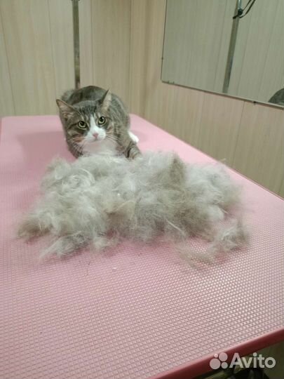 Стрижка собак и кошек