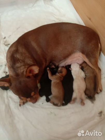 Случка чихуахуа