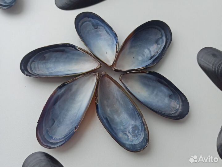 Морские ракушки раковины мидии