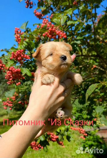 Голддаст йорк (Золотой йорк, голдаст)