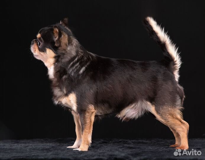 Вязка Кобели к/ш. РКФ. PLL 0/0