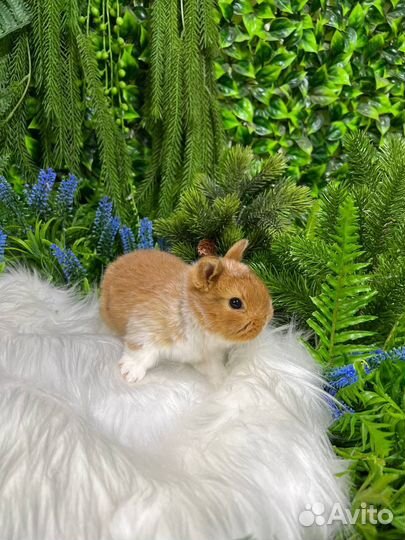 Ручной кролик