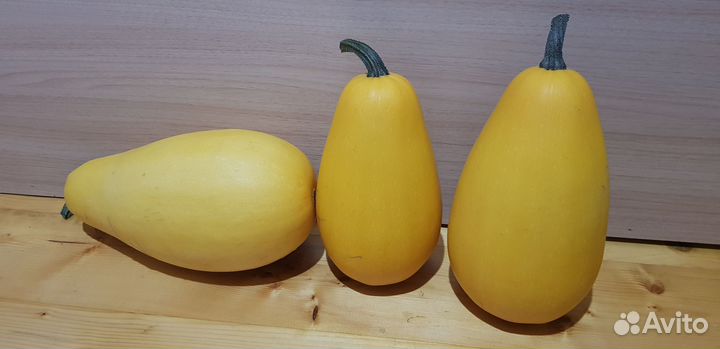 Тыква декоративная