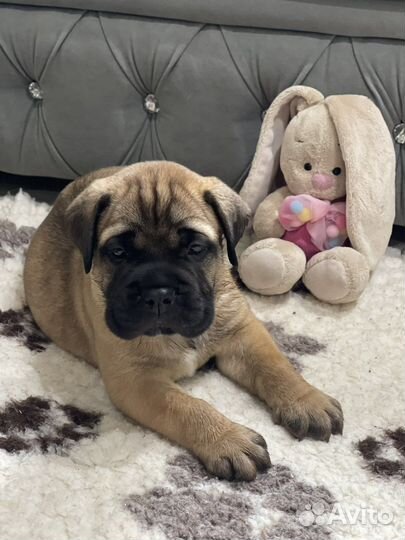 Бульмастиф