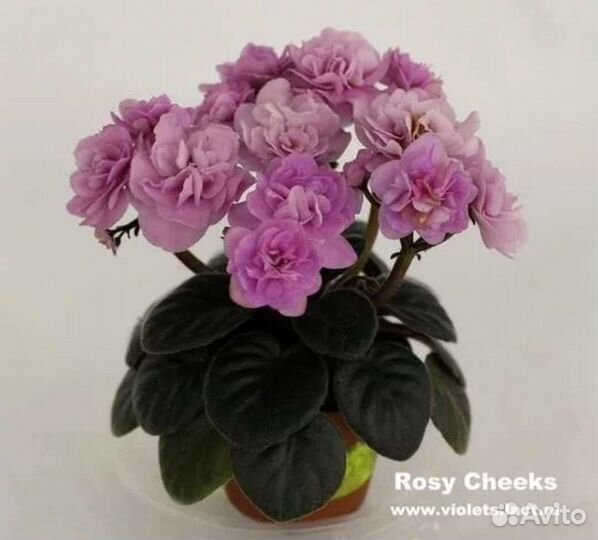 Сортовые фиалки мини