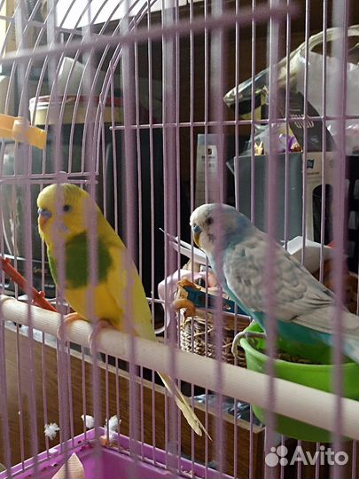 Волнистые попугаи с клеткой