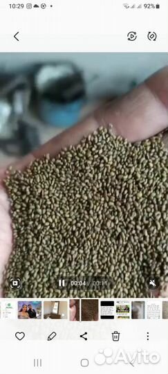 Семена Люцерна Суданка Эспарцет