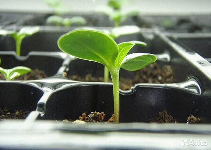 Кассеты для рассады