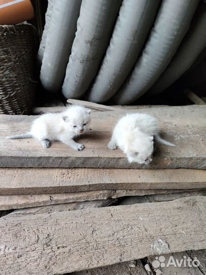 Сиамские котята