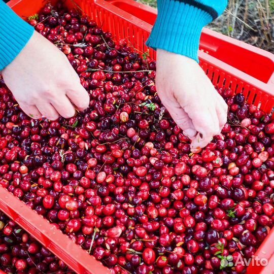 Клюква свежая