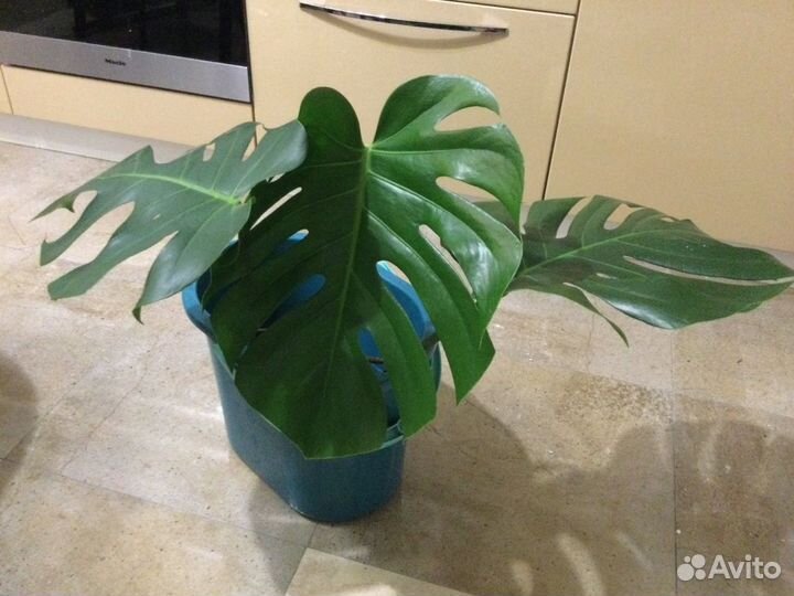 Монстера молодая
