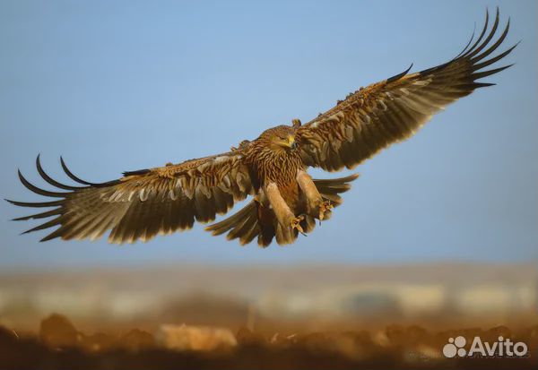 Адвокат, юридические услуги