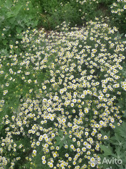 Ромашка полевая лечебная