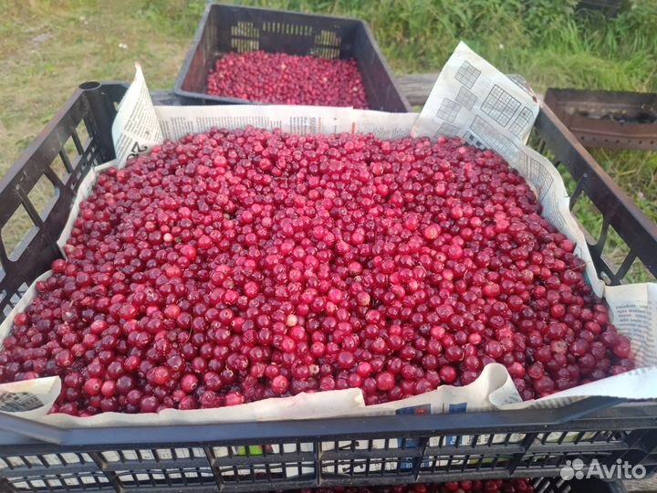 Клюква свежая 2023