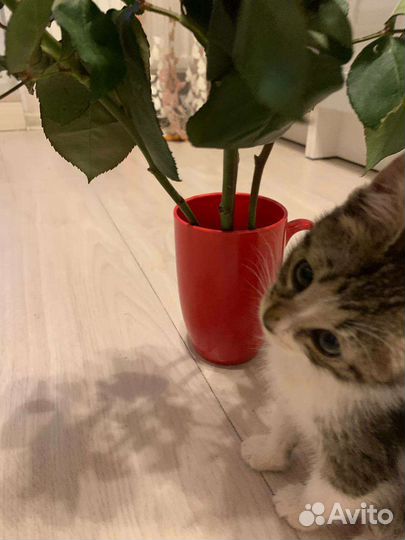 Котята в добрые руки бесплатно